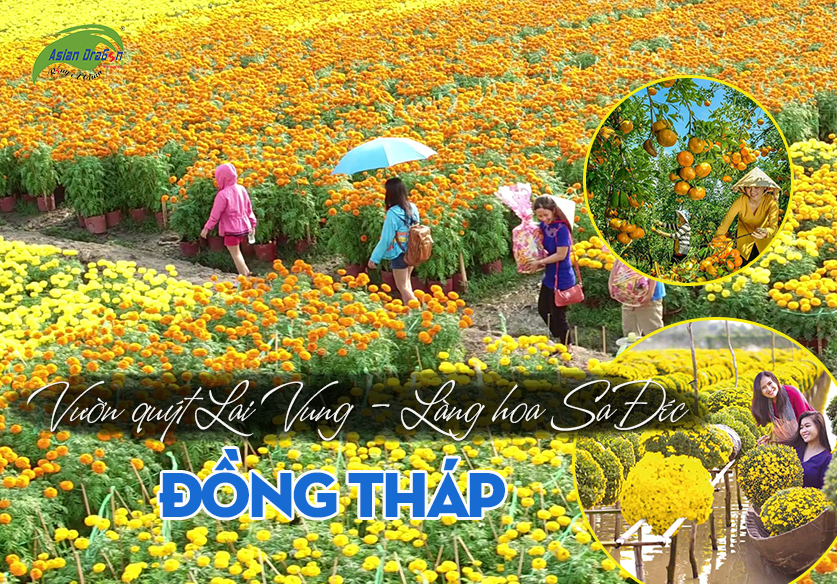 Tour Đồng Tháp 1 ngày: Làng hoa Sa Đéc - Vườn quýt hồng Lai Vung
